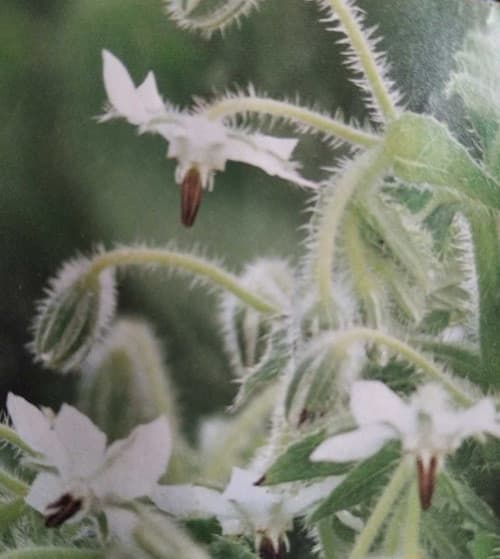 Fleurs en pot - bourrache blanche